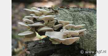 Eenmalig een plantaardige oesterzwamkroket voor de feestdagen
