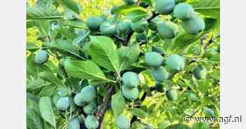 Chili: Beter seizoen voor gedroogde pruimen verwacht dan vorig jaar