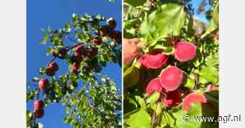 "Rode abrikoos zal markt gaan domineren"