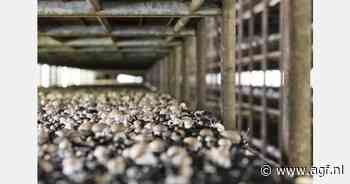 De arbeidsmarkt van de toekomst in de paddenstoelenteelt