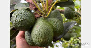 "Lamb Hass is opkomend avocadoras in Marokko"