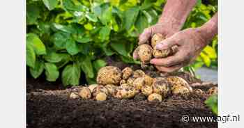 Meer vrije aardappelen in Belgische bewaarplaatsen