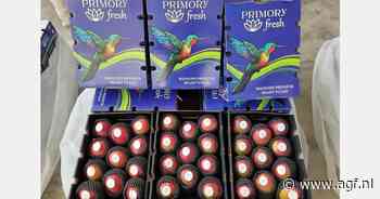 "Start Peruaans mangoseizoen bemoeilijkt door concurrentie vanuit Brazilië"