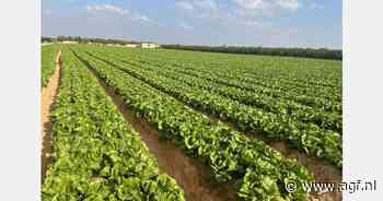 Bulgaarse handelaar breidt assortiment uit met Egyptische sla voor levering aan Europa en het Midden-Oosten