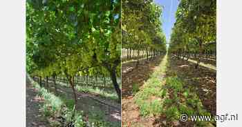 "Druivenmarkt een kopie van vorig jaar, maar dan net wat extremer"