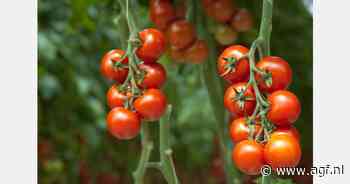 Herstel Franse tomatenoogst na zwak 2023