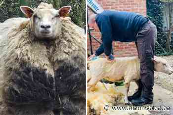 Verwaarloosd schaap dat vijf jaar niet werd geschoren, vindt nieuwe thuis bij herder Jan