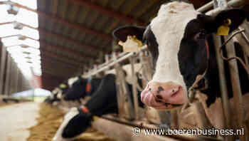 Voor Bovaer dreigt het lot van Buckler