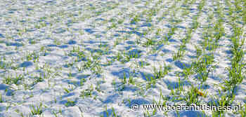 Goede stand tarwe in de VS houdt deksel op de markt