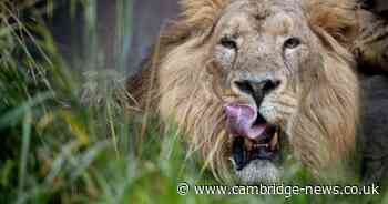 Licence fees including cost for dangerous wild animals and sex shops set to rise in West Northants