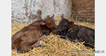 Wat betekent de richtlijn export van biologische zuivel naar de VS voor kalfje Plien?