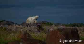 Ontario man jumps on polar bear, hurt while defending wife from attack