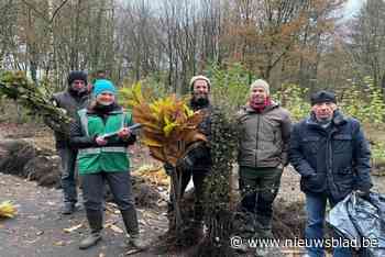 Antwerpse Bosgroepen verdelen bijna 3.000 plantjes voor versterking bosranden boseigenaars