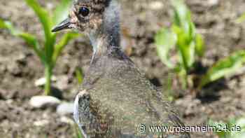 100 Kiebitz-Jungvögel sind im Landkreis Rosenheim flügge geworden