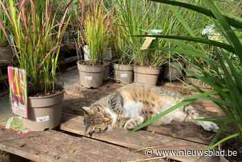 Floralux op zoek naar vermiste huiskater Flor: “Klanten namen massaal selfies met hem”