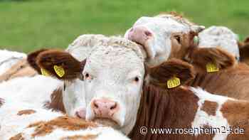 Bayerns Bauernhöfe in der Krise: Zahl der Betriebe schrumpft weiter
