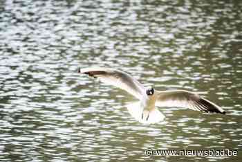 Vogels spotten en tellen in het Rivierenhof