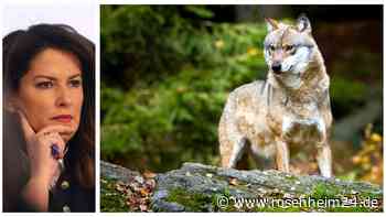 Wolf zum Abschuss frei? Was der neue Schutz-Status bedeutet – gespaltene Reaktionen in der Region