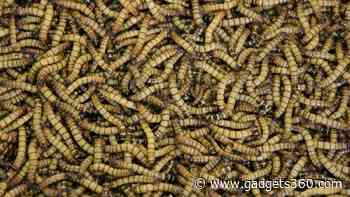Mealworms Can Eat Plastic, But Study Shows Limited Impact on Pollution Crisis