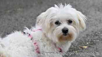 Ein kleiner weißer Hund wird ausgesetzt und findet Retter