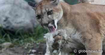 Alberta government expands cougar hunting areas, quotas