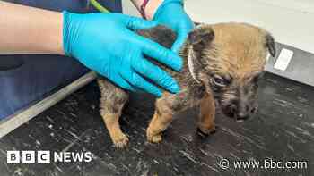 Ban for dog owner after puppies found in squalor