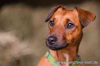 Hundesteuer soll in Rödinghausen um mehr als 40 Prozent steigen