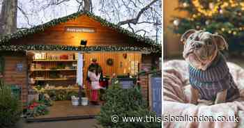 Where to source a real Christmas tree - and protect it from your pet