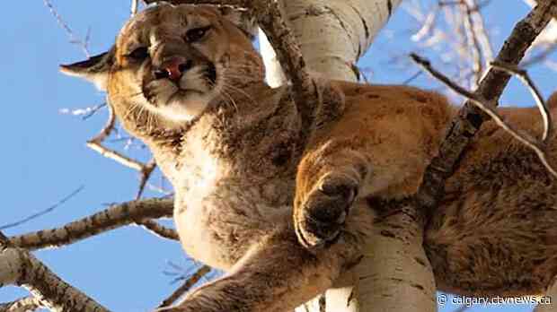 'We do need to harvest': Alberta government expands cougar hunting areas, quotas