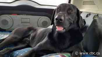 'A nightmare': Couple pleads for help finding dog that was in stolen vehicle