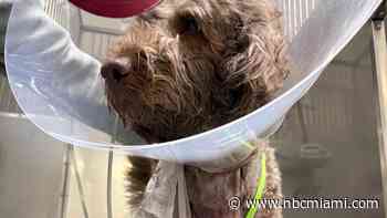 ‘Wouldn't hurt a fly': Neighbor shoots 1-year-old Goldendoodle, sparking outrage