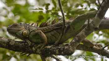 How cold does it need to get before frozen iguanas start falling from trees in South Florida?