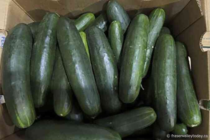 CFIA makes second cucumber recall in less than a week in B.C., Alberta