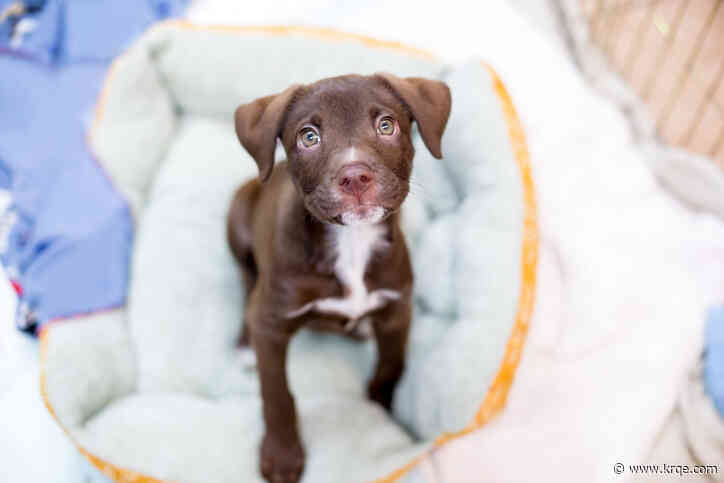 Puppy food sold in 7 states recalled due to salmonella contamination: FDA