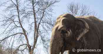 Edmonton zoo elephant Lucy gets medical OK as she approaches 50th birthday