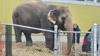 Edmonton zoo elephant Lucy doing well for 50 — but not well enough to be moved