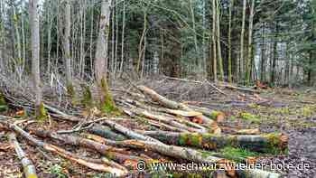 Rodung, Zerstörung, „Geldgier“?: Bürger wirft Stadt Calw Kahlschlag im Wald vor – Förster bezieht Stellung