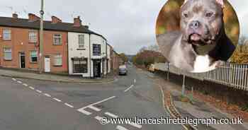 Woman left "shaken up" after attack by 'XL bully running free'