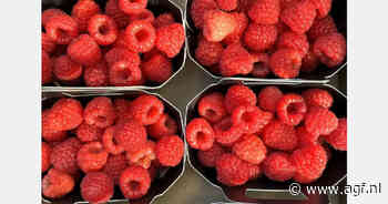 "Ondanks de goede prijzen dit seizoen is de frambozensector minder aantrekkelijk"