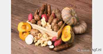 Jaarrond cassave beschikbaar in Costa Rica