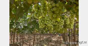 "Samenvallen mango-, blauwe bessen- en druivenseizoen zorgt voor overbelasting logistieke capaciteit"