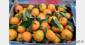 "Vraag bij sinaasappelen, mandarijnen en kaki's steeds meer gefocust op de dikke maten"