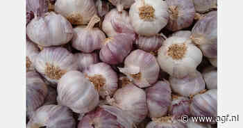 Weinig Spaanse knoflook voor vrije markt door kleine oogst