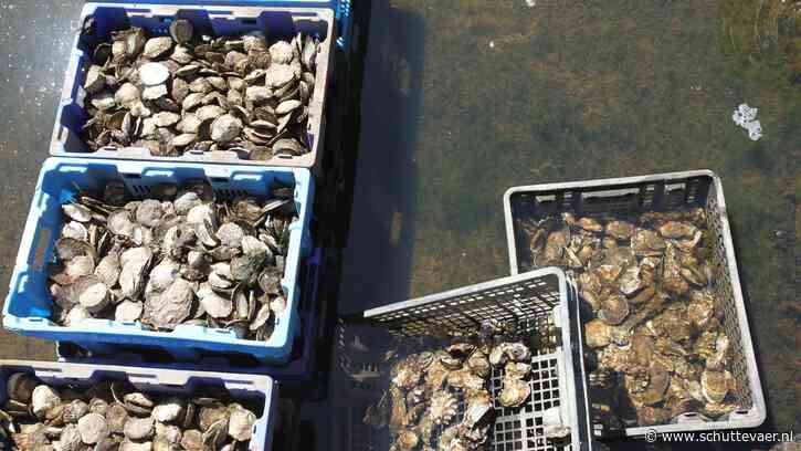 Japanse roofslak bedreigt oesters en mosselen