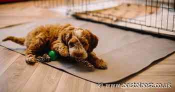 Dog owners issued with Christmas 'poisoning' warning