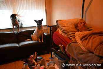 Terminaal zieke Gisèle (67) zoekt baasje voor haar hondjes: “Mijn laatste wens, pas dan kies ik voor euthanasie”