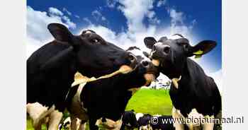 Henk Bleker onderhandelt over tijdelijk krimpplan voor melkveesector