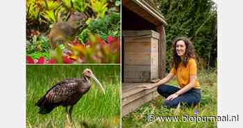 Hoofdrol voor Agouti en Giant Ibis in bewustwordingscampagne rond ecologie