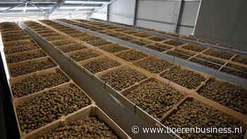 Europese verwerkers hamsteren aardappelen