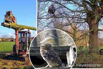 Steenuil en ingekorven vleermuis vinden vlotter hun weg naar de Koude Beekvallei